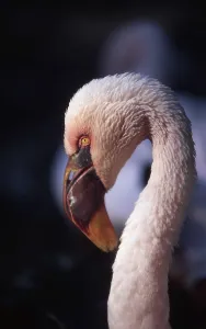 Colorful Animal Photography Prints: Flamingo