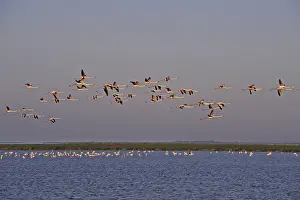 Flamingos In The Wild Prints: Flamingos in the evening light