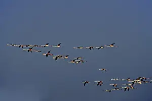 Prints of Flamingos in the evening light, Phoenicopterus ruber, bird migration in the Camargue American Flamingo Prints: Flamingos in Evening Light Print, Camargue Migration