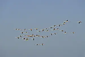 Prints of Flamingos in the evening light, Phoenicopterus ruber, bird migration in the Camargue American Flamingo Prints: Flamingos in Evening Light Print, Camargue Migration