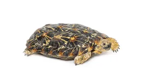 Reptile Studio Shot Prints: Flat-shelled pancake tortoise, Malacochersus tornieri