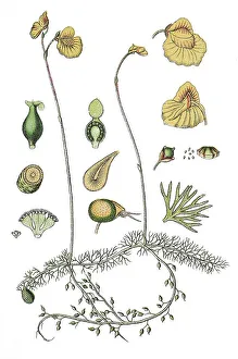 Agricultural Crop Pictures Prints: Flatleaf bladderwort (Utricularia intermedia)