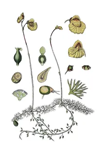 Flatleaf Bladderwort Print, circa 1796