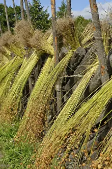 Northern Europe Botany Prints: Flax sheaves are dried, flax processing