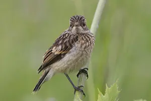Framed Print : Fledgling Stonechat Print - Perched on a Branch Framed Print : Fledgling Stonechat Print - Perched on a Branch