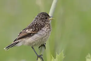 Old World Flycatcher Prints: Fledgling stonechat sitting on a branch
