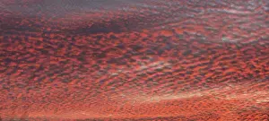 Altocumulus Cloud Formation Prints: Fleecy clouds (Altocumulus) in the evening cloudy sky
