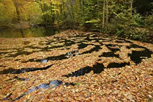 Uninhabited German Forests Prints: Floating beech leaves, Eckertal