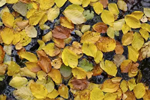Deserted River Scene Germany Prints: Floating beech leaves in the river Ecker