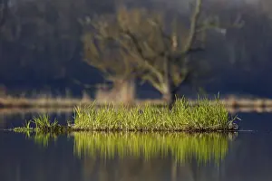 Nature Park Peenetal Prints: Floating vegetation on the Peene