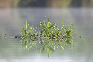 Nature Park Peenetal Prints: Floating vegetation on the Peene