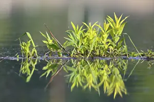 Nature Park Germany Prints: Floating vegetation in water with reflection