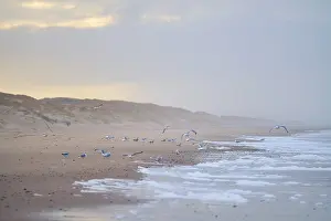Northern Europe Bird Life Prints: Flock of Seagulls on the beach in denmark