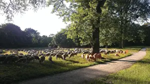 Sheep Grazing In Europe Prints: Flock of sheep