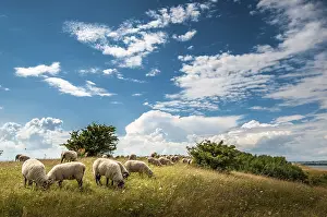 Sheep Grazing In Germany Prints: Flock of sheep, grass landscape