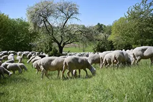 Flock Of Sheep Germany Prints: Flock of sheep on juniper heath