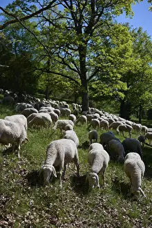 Agricultural Landscapes Europe Prints: Flock of sheep on juniper heath