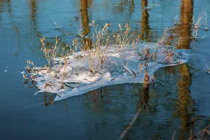 Winter Landscape Germany Prints: Flooded fields in winter in Germany