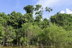 Deserted Jungle Scene Prints: Flooded forest on the Abacaxis river