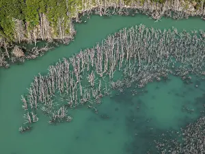 Valle Exploradores Scenery Prints: Flooded forest with dead trees