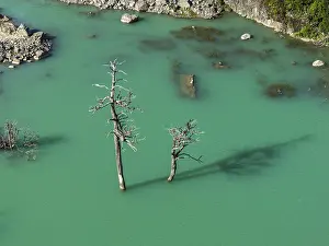 Dead Trees In Water Prints: Flooded forest with dead trees