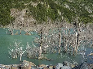 Valle Exploradores Scenery Prints: Flooded forest with dead trees