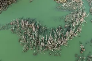 Prints of Flooded forest with dead trees, river Rio Norte damned by landslide, new lake, aerial view, Valle Exploradores near Puerto Rio Tranquilo, Patagonia, Chile Related Prints: Flooded Patagonian Forest Print, Rio Norte Landslide, Chile