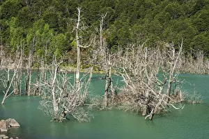 Prints of Flooded forest with dead trees, river Rio Norte damned by landslide, new lake, Valle Exploradores near Puerto Rio Tranquilo, Patagonia, Chile Related Prints: Flooded Forest Print: Rio Norte Landslide, Patagonia, Chile