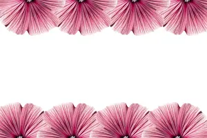 Studio Shot Of Flowers Prints: Floral frame