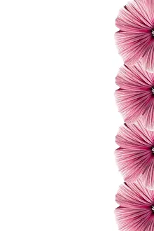 Flowering Plant Prints: Floral frame