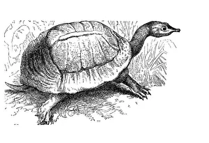 American Wildlife Illustrations Prints: Florida softshell turtle (Apalone ferox)