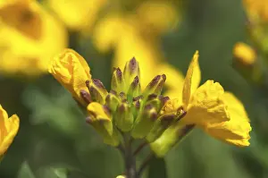 Macro Shot Of A Flower Prints: Flower