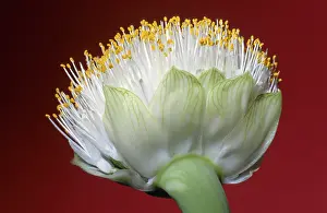 Botanical Garden Plants Prints: Flower