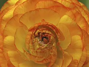 Deserted Garden View Prints: Flower detail