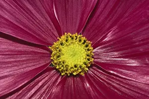 Flowering Plant Details Prints: Flower detail