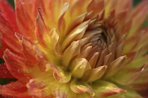 Ornamental Garden Plant Prints: Flower detail