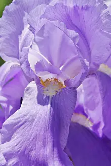 Bearded Iris Prints: Flower of an bearded iris (Iris barbata)