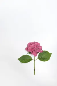 Hydrangeaceae Family Prints: Flower of a Bigleaf Hydrangea (Hydrangea macrophylla)
