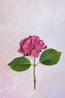 Hydrangeaceae Family Prints: Flower of a Bigleaf Hydrangea (Hydrangea macrophylla)