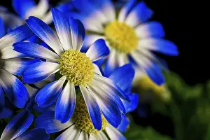 Potted Plant Decoration Prints: Detail of a flower in bloom