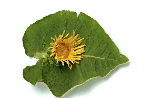 Elecampane Flower Prints: Flower of elecampane, Inula helenium
