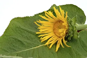 Elecampane Flower Prints: Flower of elecampane, Inula helenium