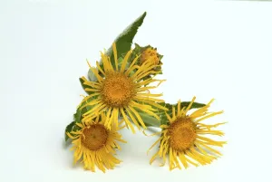Elecampane Flower Prints: Flower of elecampane, Inula helenium