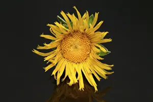 Elecampane Flower Prints: Flower of elecampane, Inula helenium