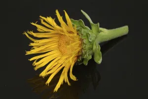 Elecampane Flower Prints: Flower of elecampane, Inula helenium