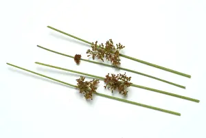 Plain Colored Background Flowers Prints: Flower of the fluttering rush (Juncus effusus) or fluttering rush