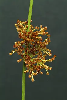 Juncus Effusus Medicinal Plant Prints: Flower of the fluttering rush (Juncus effusus) or fluttering rush