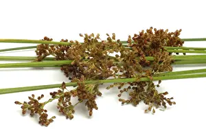 Medicinal Plant Image Prints: Flower of the fluttering rush (Juncus effusus) or fluttering rush