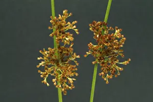 Nature Flora Inflorescence Prints: Flower of the fluttering rush (Juncus effusus) or fluttering rush