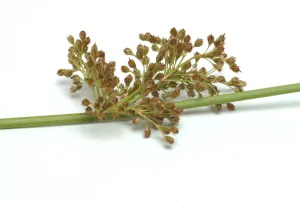 Plain Colored Background Flowers Prints: Flower of the fluttering rush (Juncus effusus) or fluttering rush